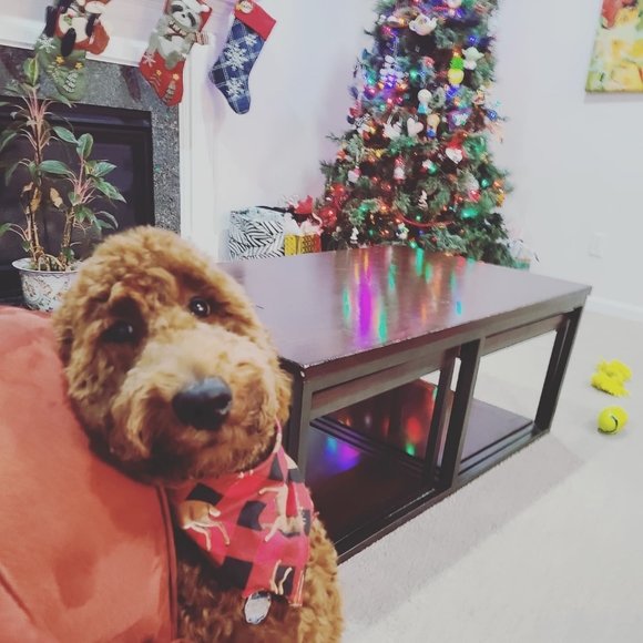 Meet your Posher, Abby - Picture 3 of 4